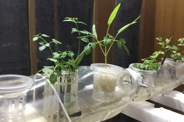 水培植物根腐烂了如何处理，对受损根部要进行适当修剪