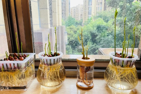 水培植物根腐烂了如何处理，对受损根部要进行适当修剪