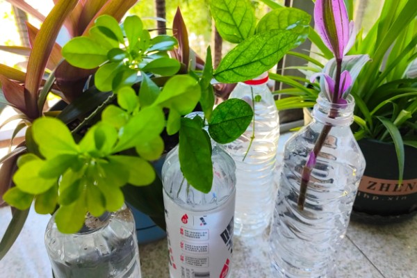 水培植物根腐烂了如何处理，对受损根部要进行适当修剪