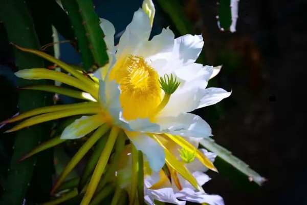 火龙果花和霸王花有什么区别，二者只是叫法不同