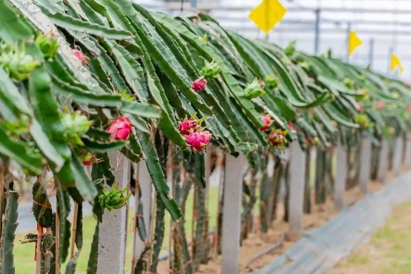火龙果花和霸王花有什么区别，二者只是叫法不同