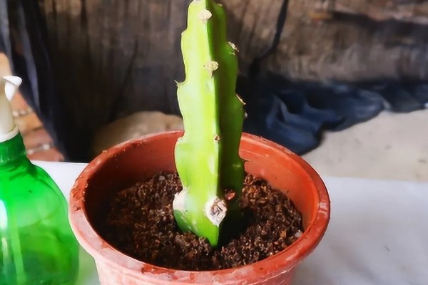 火龙果花和霸王花有什么区别，二者只是叫法不同