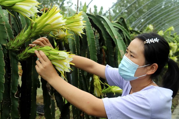 火龙果花和霸王花有什么区别，二者只是叫法不同