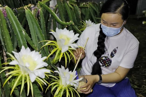 火龙果花和霸王花有什么区别，二者只是叫法不同