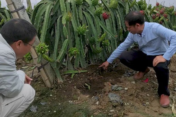火龙果花和霸王花有什么区别，二者只是叫法不同