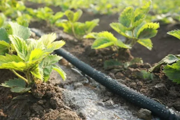 种草莓用普通的土还是营养土，不建议全用营养土