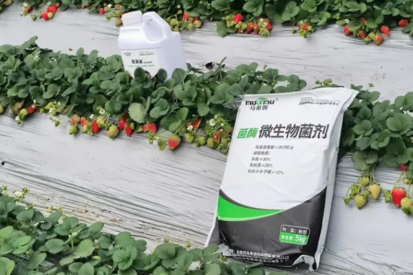 种草莓用普通的土还是营养土，不建议全用营养土