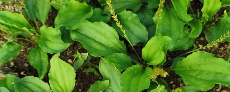 车前草的种植方法,每年要进行3-4次除草松土