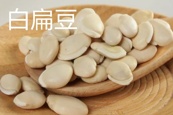 扁豆有什么种类，常见绿扁豆、白扁豆、紫扁豆等品种