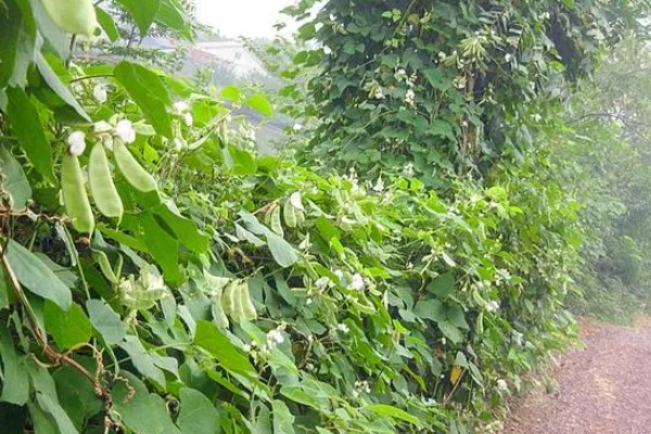 扁豆有什么种类，常见绿扁豆、白扁豆、紫扁豆等品种