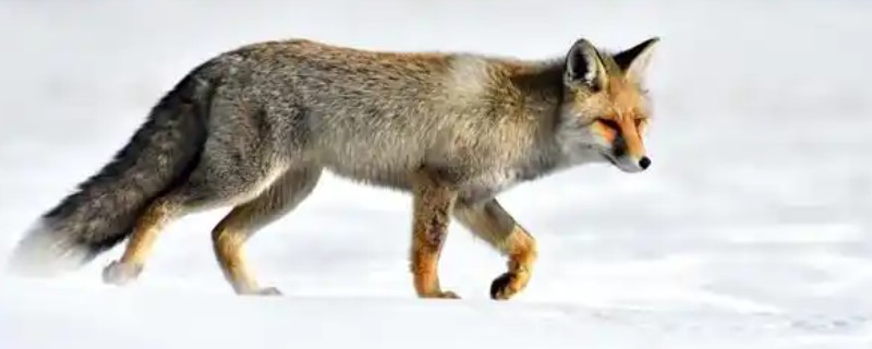 狐狸有什么天敌，害怕狼、猞猁、鹰等动物