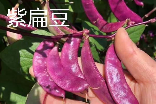 扁豆有什么种类，常见绿扁豆、白扁豆、紫扁豆等品种