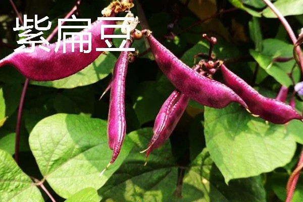 扁豆有什么种类，常见绿扁豆、白扁豆、紫扁豆等品种