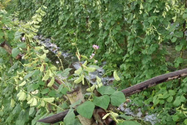 扁豆有什么种类，常见绿扁豆、白扁豆、紫扁豆等品种