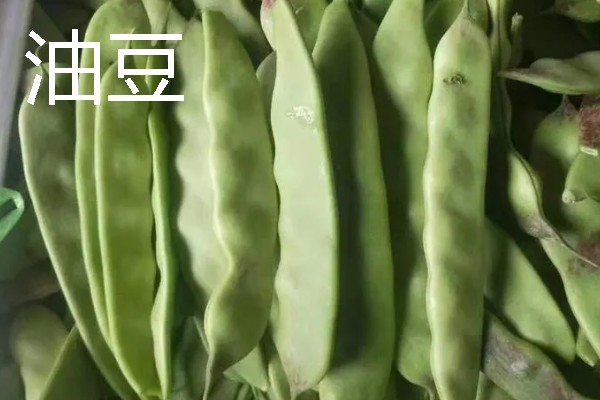 扁豆有什么种类，常见绿扁豆、白扁豆、紫扁豆等品种