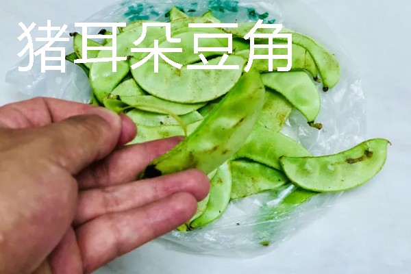 扁豆有什么种类，常见绿扁豆、白扁豆、紫扁豆等品种