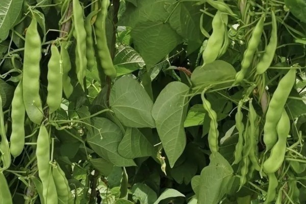 扁豆有什么种类，常见绿扁豆、白扁豆、紫扁豆等品种