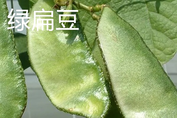扁豆有什么种类，常见绿扁豆、白扁豆、紫扁豆等品种