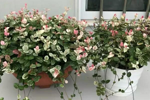 养殖花叶络石要注意什么，土壤中不能产生积水