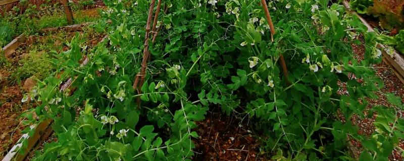 豌豆的种植技术，可在春季的时候播种