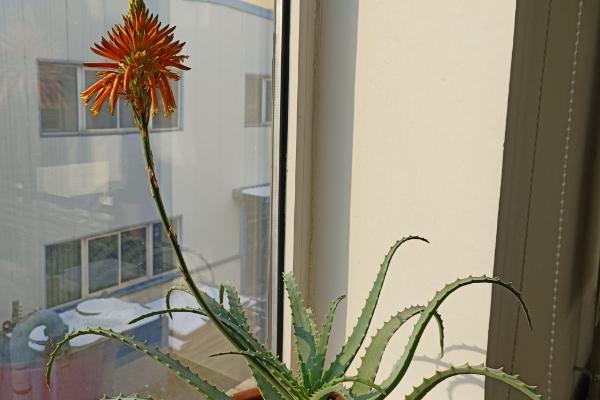 芦荟会开花吗，芦荟其实开花的