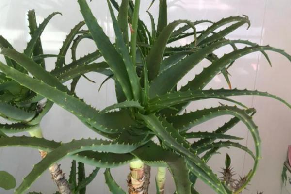 芦荟会开花吗，芦荟其实开花的
