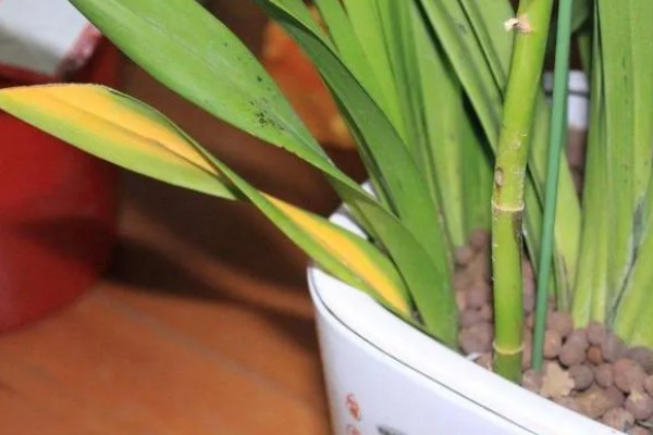 兰花叶发黄的原因，必须要注意强光