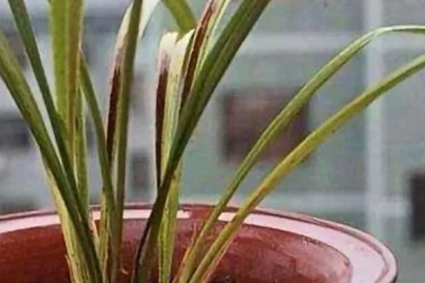 兰花叶发黄的原因，必须要注意强光