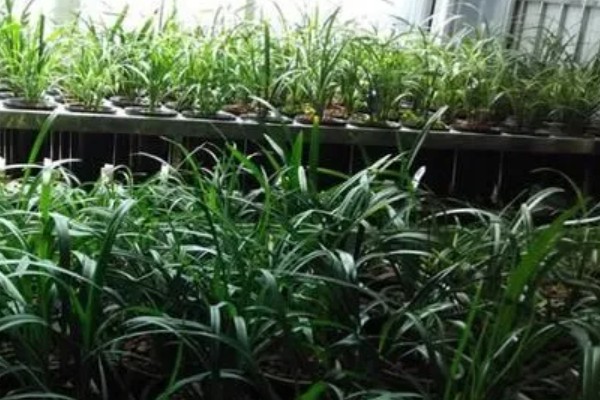 兰花叶发黄的原因，必须要注意强光