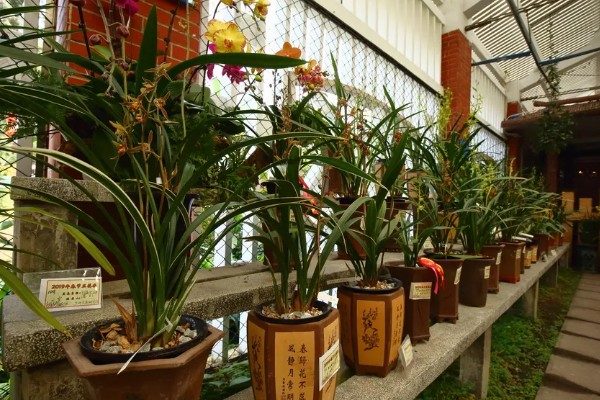兰花叶发黄的原因，必须要注意强光