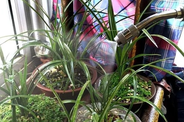 兰花叶发黄的原因，必须要注意强光