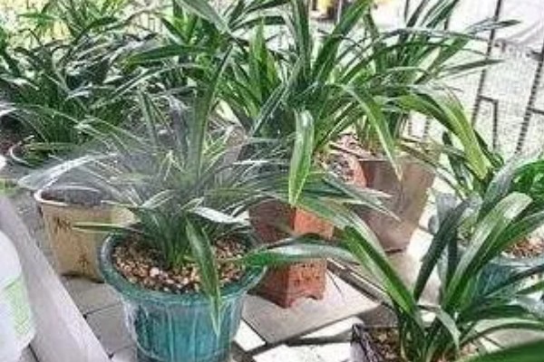 兰花叶发黄的原因，必须要注意强光