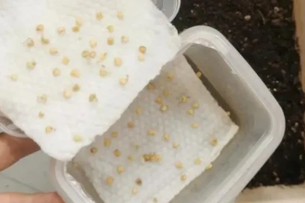辣椒的育苗时间，通常在2月中下旬进行育苗