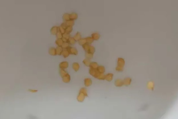 辣椒的育苗时间，通常在2月中下旬进行育苗