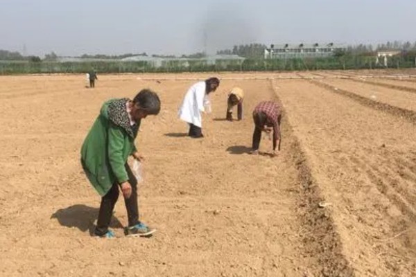 辣椒的育苗时间，通常在2月中下旬进行育苗