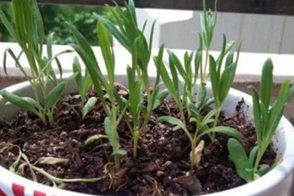 满天星盆栽繁殖方法，以播种和扦插为主