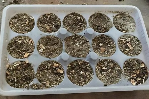 满天星盆栽繁殖方法，以播种和扦插为主
