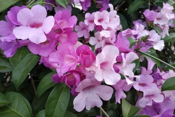 蒜香藤的花语是什么，寓意相互思念