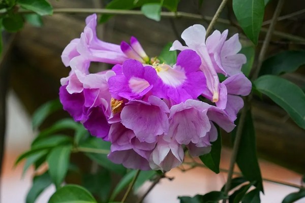 蒜香藤的花语是什么，寓意相互思念