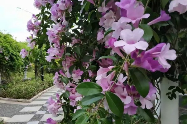 蒜香藤的花语是什么，寓意相互思念
