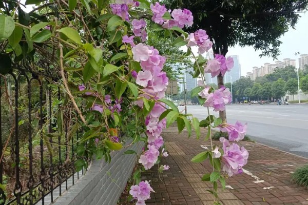 蒜香藤的花语是什么，寓意相互思念