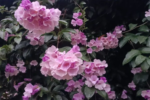 蒜香藤的花语是什么，寓意相互思念