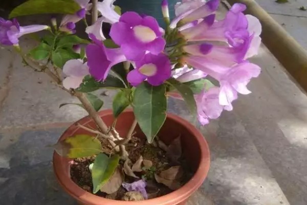 蒜香藤的花语是什么，寓意相互思念