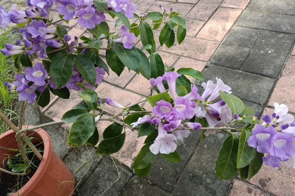 蒜香藤的花语是什么，寓意相互思念