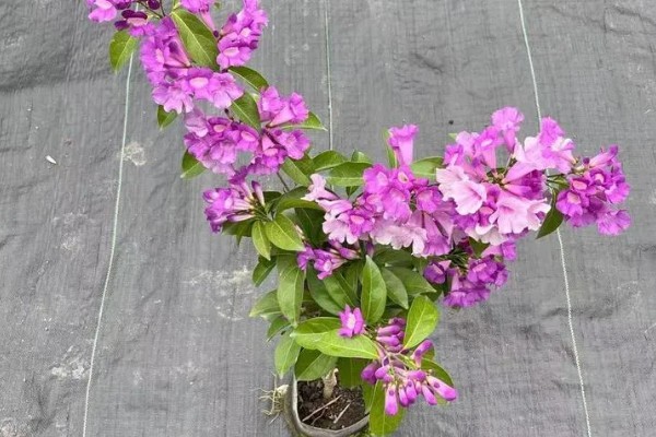 蒜香藤的花语是什么，寓意相互思念