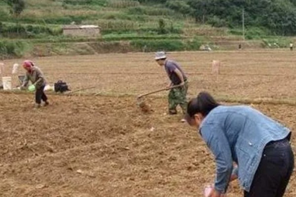 种黄豆的方法，播种前需浸种