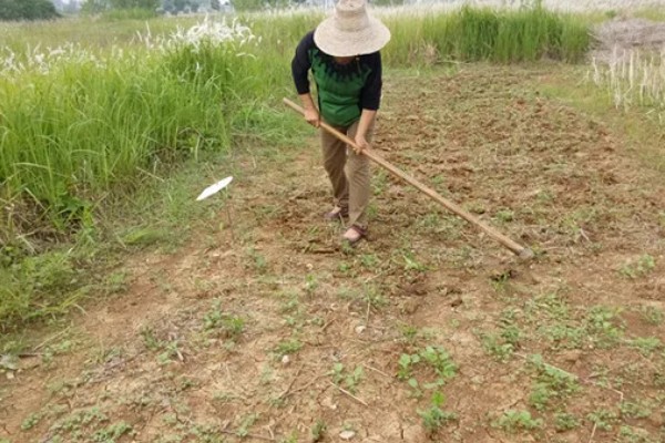 种黄豆的方法，播种前需浸种