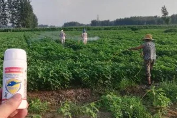 种黄豆的方法，播种前需浸种