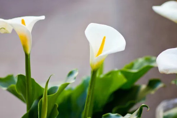 白色马蹄莲有哪些花语，代表纯净、高贵、幸福的爱情
