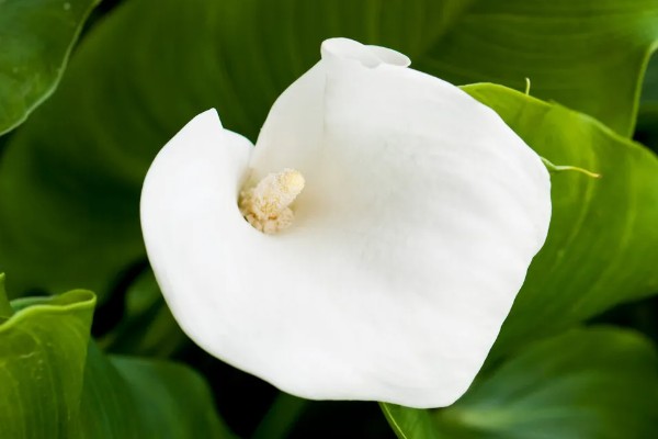 白色马蹄莲有哪些花语，代表纯净、高贵、幸福的爱情
